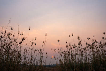 grass flower on sunset background