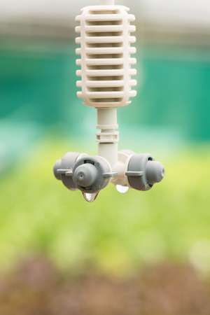 Sprinkler irrigation in hydroponics vegetable farmの写真素材