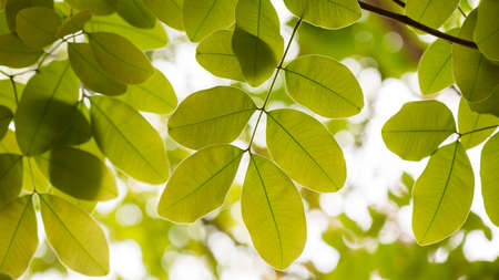 Green leaf backlit is nature abstract backgroundの写真素材