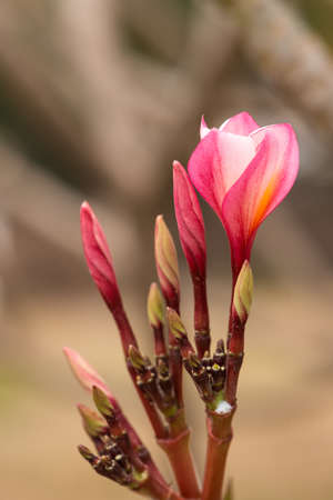 The close-up of pink frangipani flower. Scientific name: Plumeria rubraの写真素材