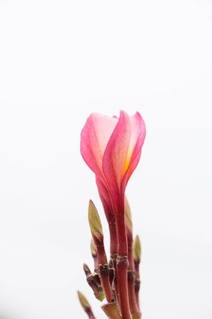 Frangipani flower isolated on white backgroundの写真素材