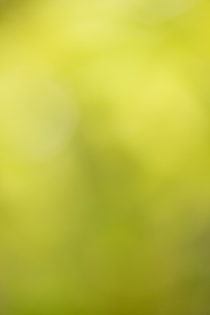 Green abstract bokeh background created in forestの写真素材