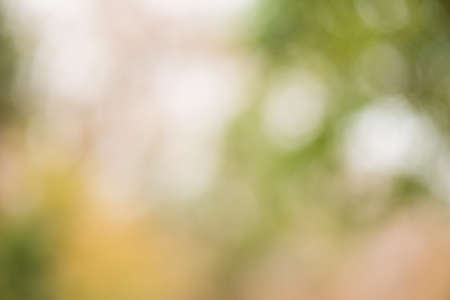 Green abstract bokeh background created in forestの写真素材