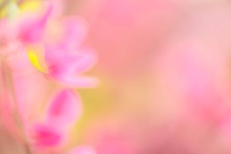 Pink and green bokeh abstract backgroundsの写真素材