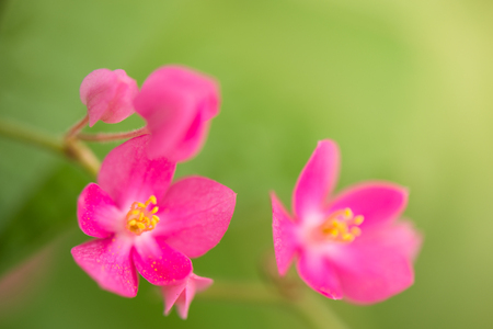 Pink Confederate vine; Coral vine; Mexican coral vine; Mexican creeper; Queen's jewels; Queen's wreath flower in the gardenの写真素材