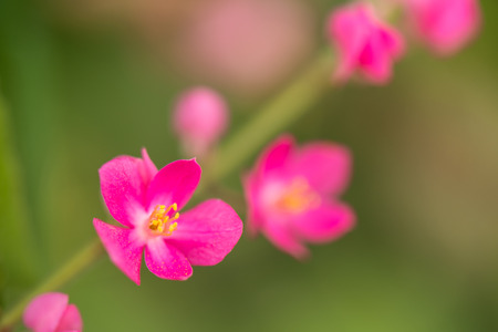 Pink Confederate vine; Coral vine; Mexican coral vine; Mexican creeper; Queen's jewels; Queen's wreath flower in the gardenの写真素材