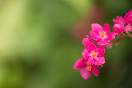 Pink Confederate vine; Coral vine; Mexican coral vine; Mexican creeper; Queen's jewels; Queen's wreath flower in the gardenの写真素材