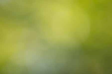 Green abstract bokeh background created in forestの写真素材