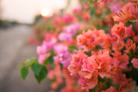 Orange Bougainvillea flower with sunlight on the natural backgroundの写真素材