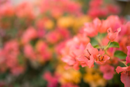 Orange Bougainvillea flower with sunlight on the natural backgroundの写真素材