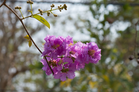 Lagerstroemia speciosa, Pride of India, Queen's flowerの写真素材