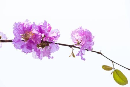 Lagerstroemia speciosa, Pride of India, Queen's flowerの写真素材