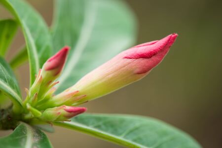 Azalea flowers buds in the gardensの写真素材