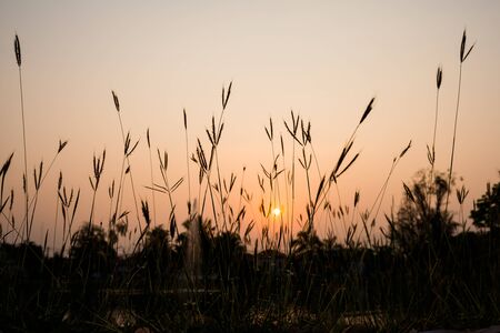 grass flower on sunset backgroundの写真素材