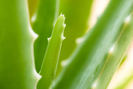 Aloe Vera Plant - Herbal plantの写真素材