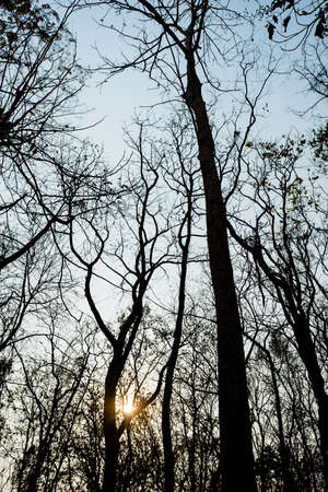 Big tree silhouette in  sunset backgroundの写真素材