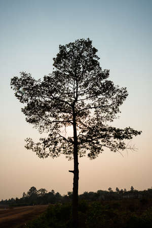 Big tree silhouette in  sunset backgroundの写真素材