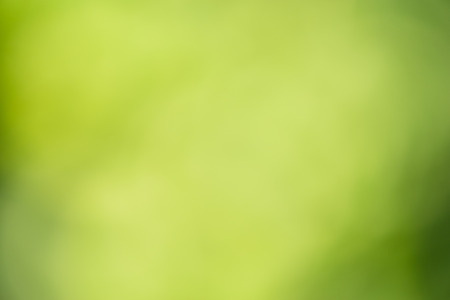 Green abstract bokeh background created in forestの写真素材