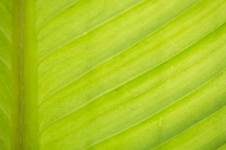 Green leaf nature background, natural texture of plant in close-upの写真素材