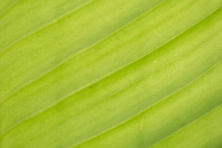 Green leaf nature background, natural texture of plant in close-upの写真素材