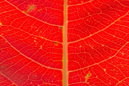 red leaf as background macro shotの写真素材