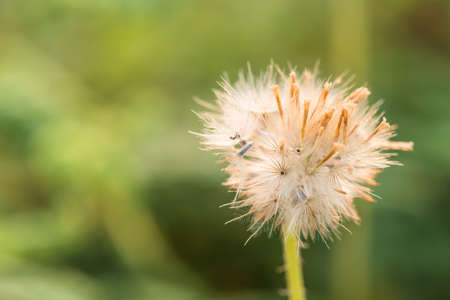 Macro close up shot of fluffy grass flower headの写真素材