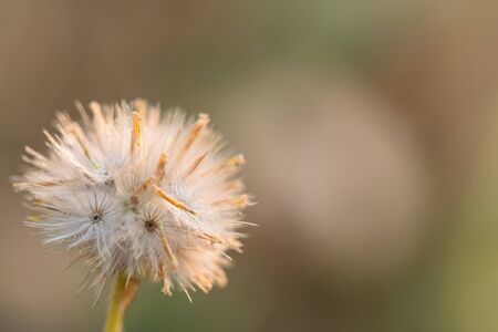 Macro close up shot of fluffy grass flower headの写真素材