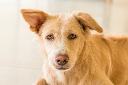 Portrait of dog head eyes detail close-up. Pet friend.の写真素材