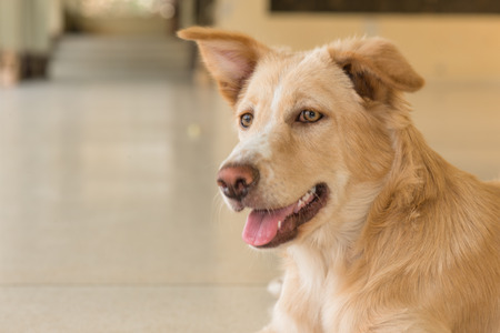 Portrait of dog head eyes detail close-up. Pet friend.の写真素材