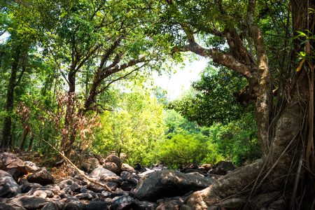 Big tree roots and stone in tropical rainforestの写真素材