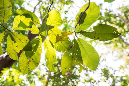Green leaf backlit is nature abstract backgroundの写真素材
