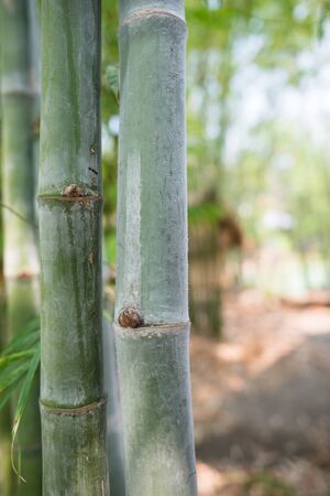 Bamboo tree in the tropical forestの写真素材