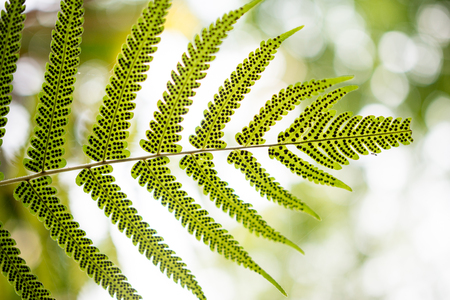 Fern leaves with spores, taken under strong morning sunlightの写真素材