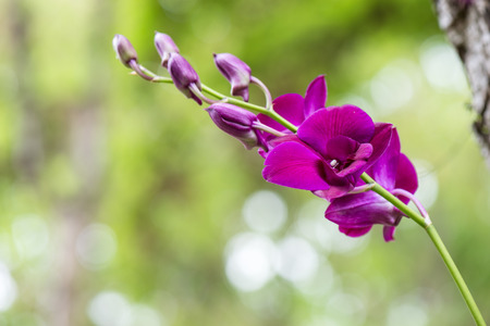 Purple orchid on green nature backgroundの写真素材
