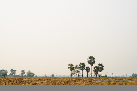 sugar palm trees on sunset background in thailand, silhouettedの写真素材
