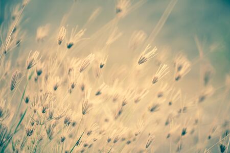 Vintage grass flowers on sunny outdoor nature background with grass. Retro styleの写真素材