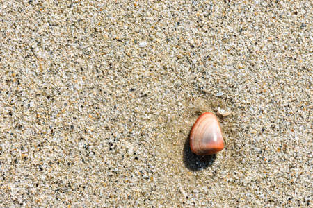 Sea shell on the beach. sand background