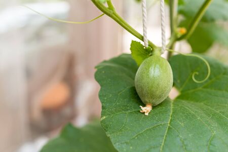 Young green melon hanging on tree in fieldの写真素材