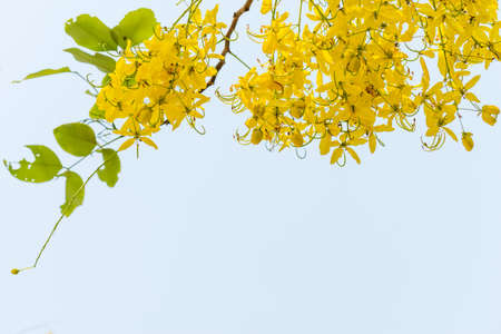Golden yellow flowers, Coon flower National tree of Thailand.の写真素材