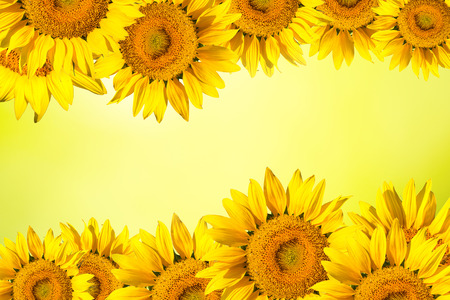 Floral background border of yellow sunflower.の写真素材