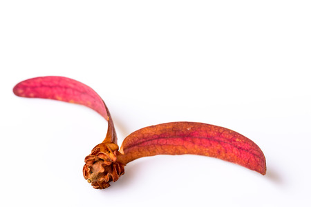 Seeds of Dipterocarpus has two wings isolated on white backgroundの写真素材