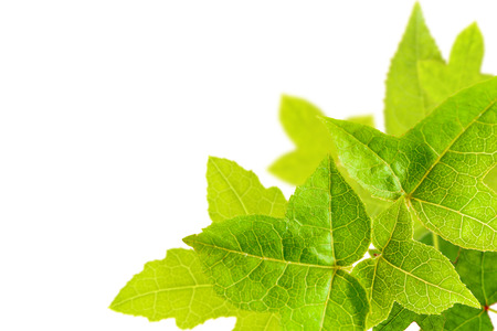 green maple leaf on white backgroundの写真素材