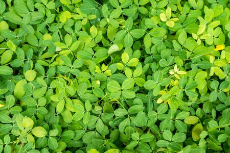 Green leaf background in the gardenの写真素材