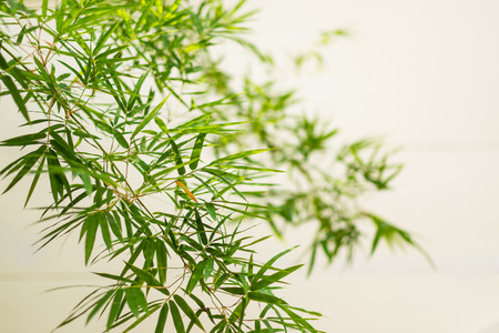 bamboo leaf isolated on white backgroundの写真素材
