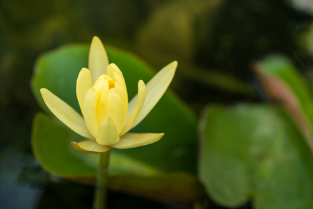 Closeup of a yellow Water lily in a pondの写真素材