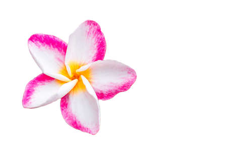 pink plumeria flower isolated on white  backgroundの写真素材