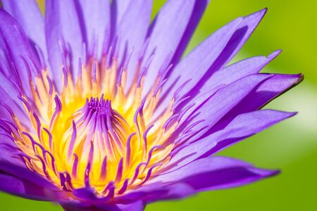 Lotus flower petals as abstract natural backgroundsの写真素材