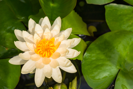 Closeup of a Water lily in a pondの写真素材