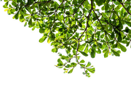 Green leaves on tree isolated on white backgroundの写真素材