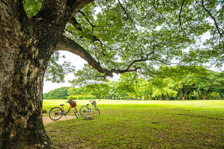 Public park with green grass field and big tree on blue sky backgroundの写真素材